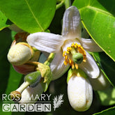 Organic Neroli essential oil 5ml